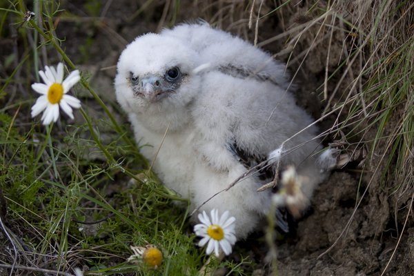 Quel est le nom du bébé chouette ?
