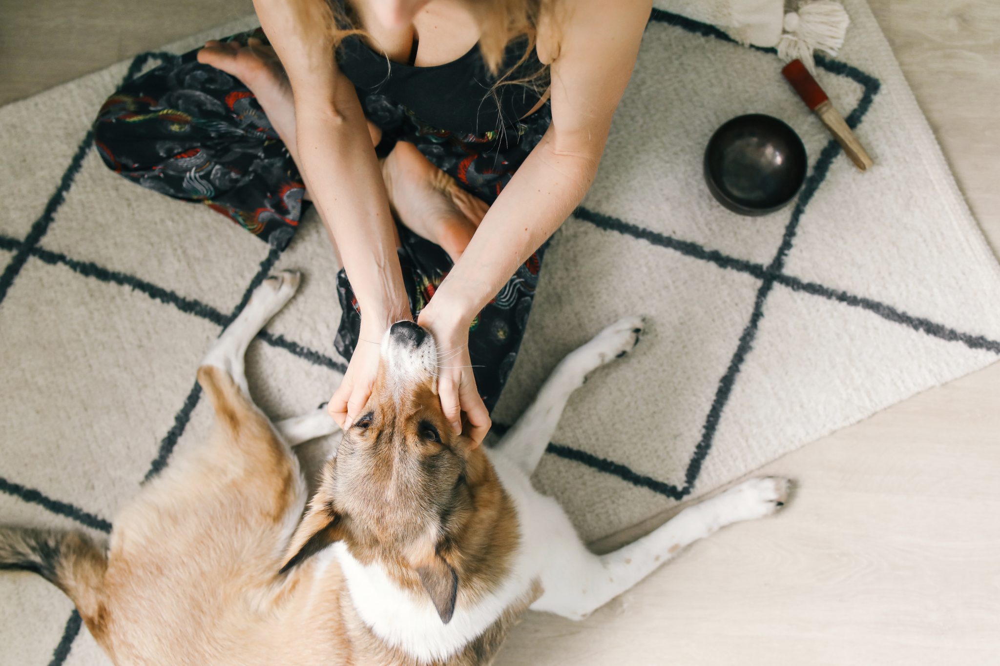 Pourquoi mon chien me surveille ? Akaction